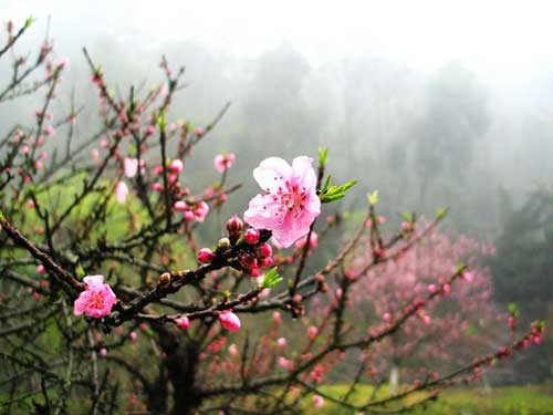 风水看你是否住进了桃花屋